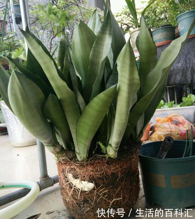 观赏性|养花细节决定成败:搞不定这3点,养一盆黄一盆