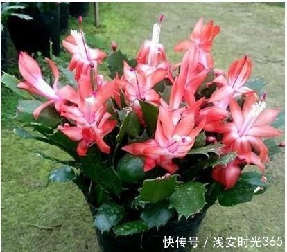 比香水还要香的6种花,栽在阳台上,满屋子都飘香,美极了!