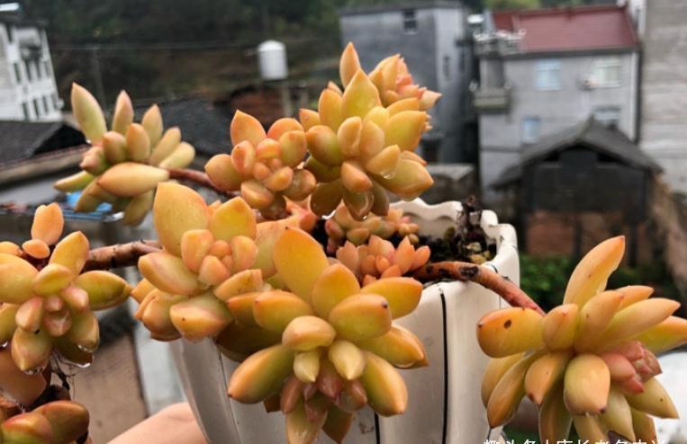 唐长老|多肉黄丽和布丁本是同根生,奈何一个已无人问津,一个则深得民心