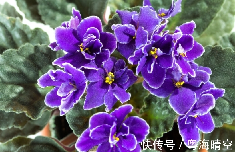 紫罗兰如果不开花是什么原因,应该如何处理