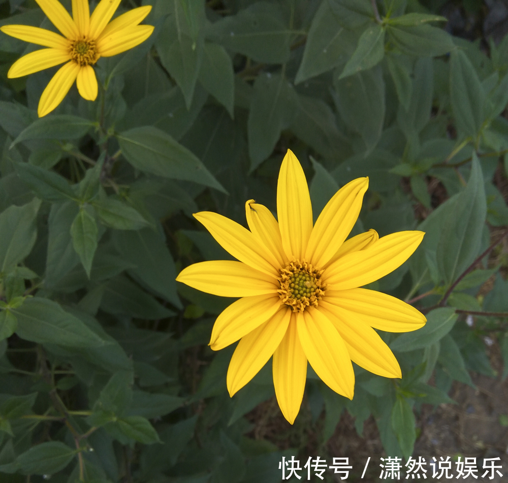 奇葩|奇葩的入侵植物没人厌，开花是菊收获是姜，比姜不辣好吃百倍