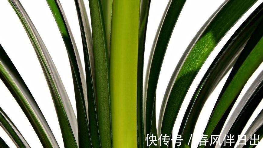 四季观叶,一季赏花,君子兰叶子的养护需注意4点