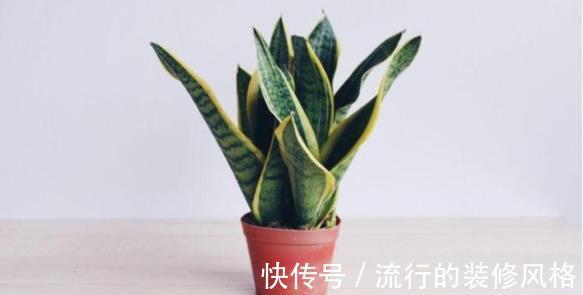 垃圾|别再买花肥了,用生活垃圾来养花,既省钱又实用!