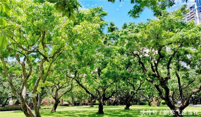 荔枝公园|荔枝公园的荔枝林，绿树葱郁果实累累，随手一拍就是一幅风景画！