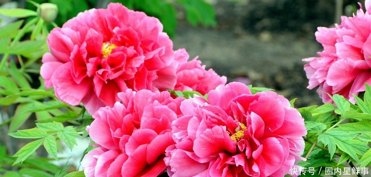 花草|5种花草栽进院子里,帮你打造出四季有花赏,时时有花香的小花园