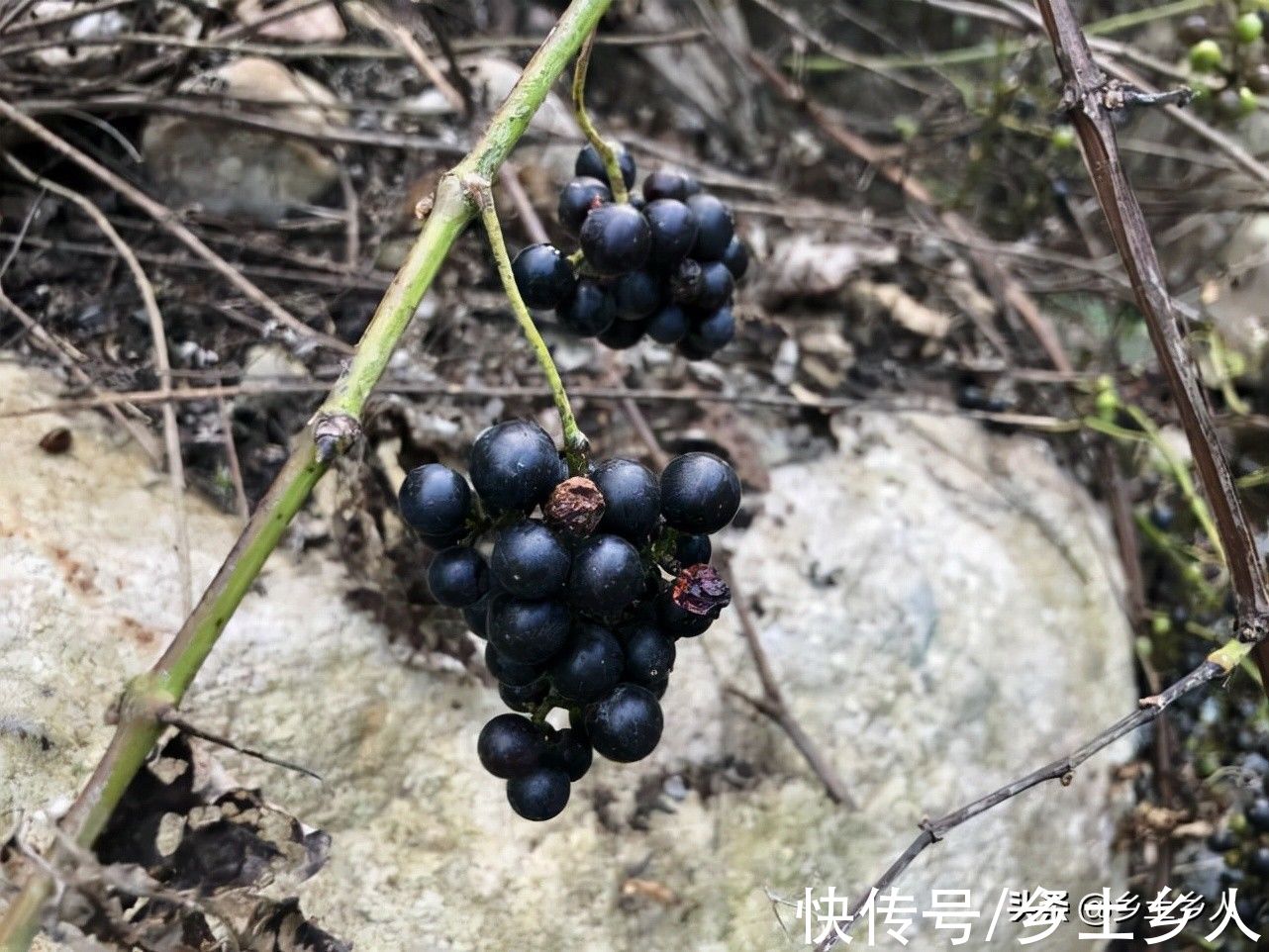 九月十八霜降,俗语“霜前霜,米如糠;霜后霜,谷满仓”,啥意思