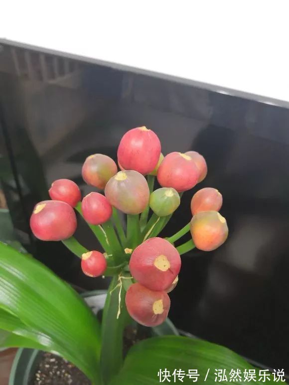 发芽|君子兰还在买种子丢盆里就发芽,一次播种30盆,很快变大户!