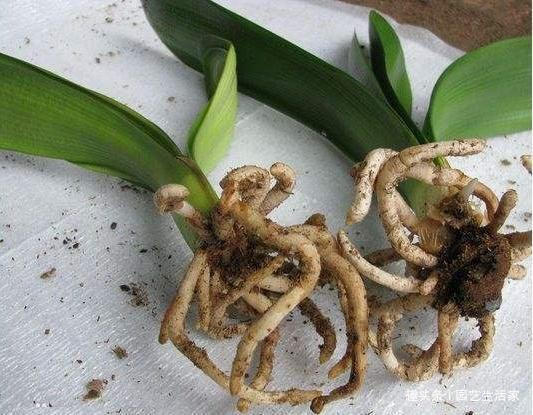 君子兰不长叶浇水用点“它”,1年长出“8个叶”,开花了!