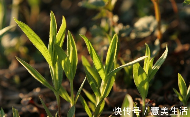 小根|65种野菜图片，带你认识不同的野菜和吃法，你想要的野菜这里都有
