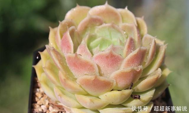 品种|史上最全的莲座状多肉植物大全(上)