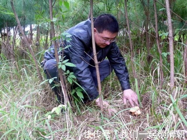 山间|山间这种野味，被誉为“最佳保健品”简单一炒就出锅，好吃又营养