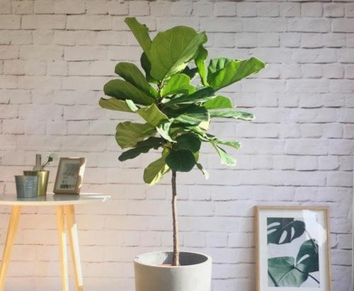 4种花,皮实好养又大气,摆在客厅上档次,有品位的人都养了