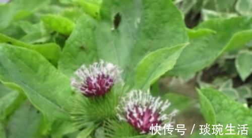 长寿|想长寿要先会吃，3种食物不能少，排毒养颜，有益健康！