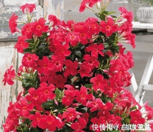 飘香藤|最有仙气的3种花,好养又漂亮,开花一茬又一茬,美如仙境!