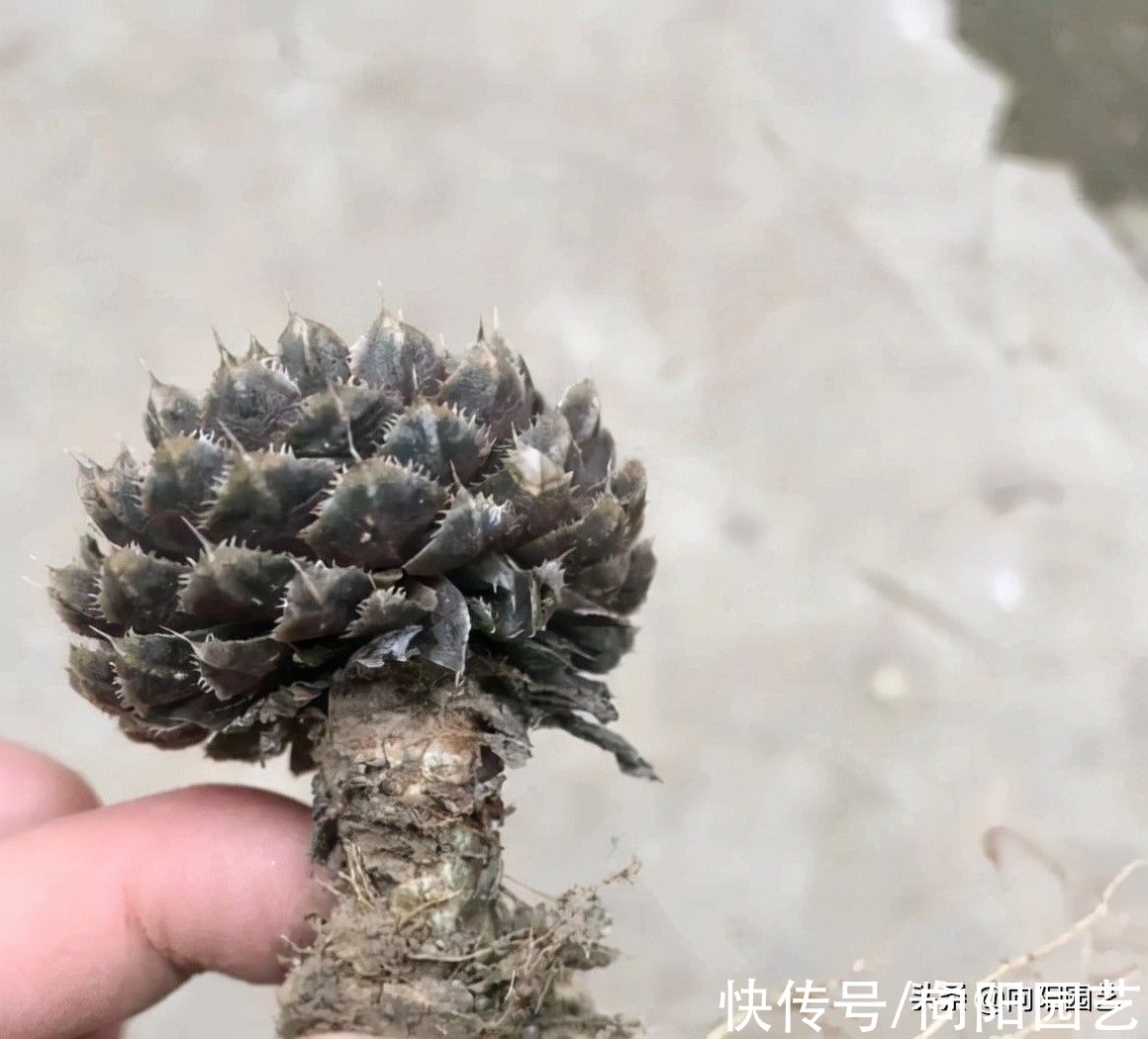 房顶|不花钱的多肉,老家房顶全都是,密密麻麻一大片!带着麻袋挖