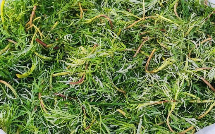 柳蒿芽|这种野菜北方嫌吃不够，但南方却拿去喂猪，网友：真可惜了