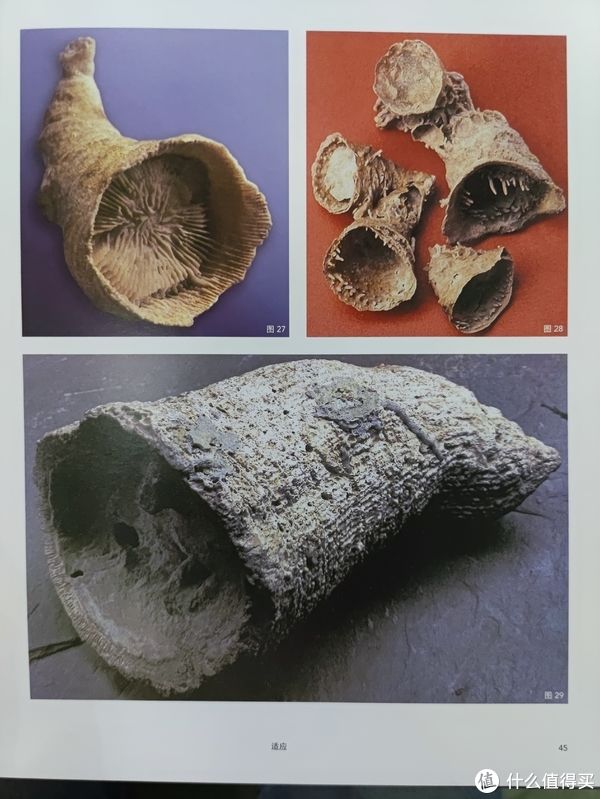 图书馆#图书馆猿の2021读书计划60：《灭绝与演化：化石中的生命全史》