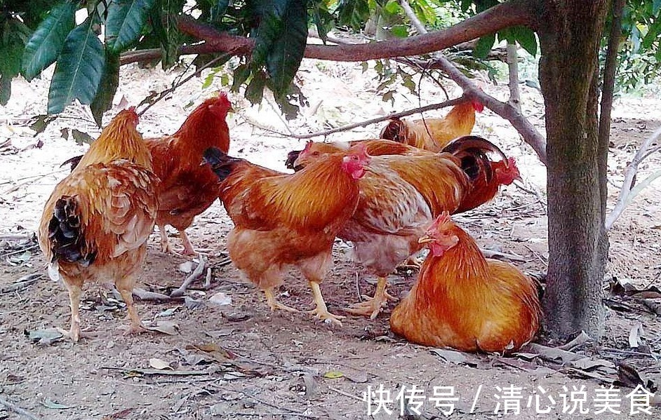 阉鸡手艺失传多年,现用中药阉鸡法,一天用几颗,既简单又实用