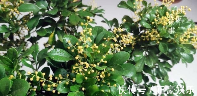 淋淋雨|7种花夏天爱淋雨，越淋长得越欢，多淋几次，肥料都省了