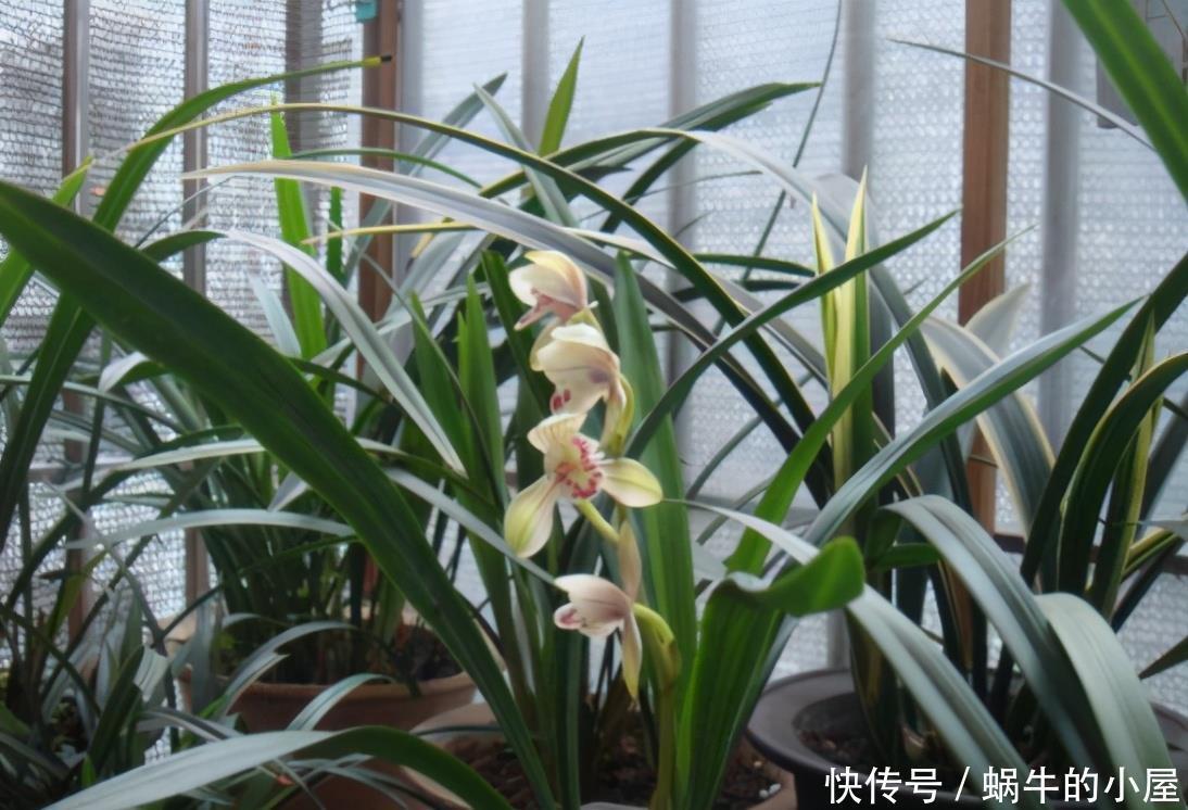 春天养花三种虫子难杀死，掌握它们的“消灭诀窍”，才能彻底杜绝