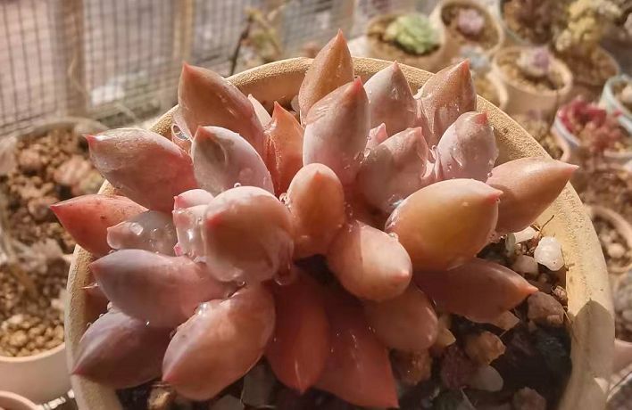 给多肉喷药?请注意7点,要不你可能把多肉喷挂了,自己还出问题