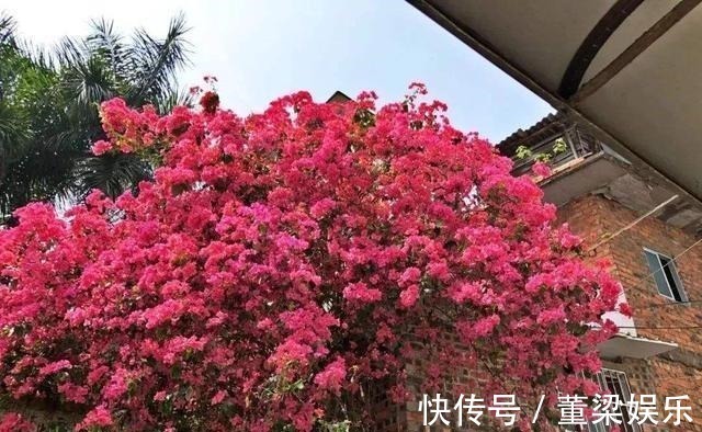 花肥|茉莉、三角梅开得旺，土里两种花肥很重要，添一点就有明显效果