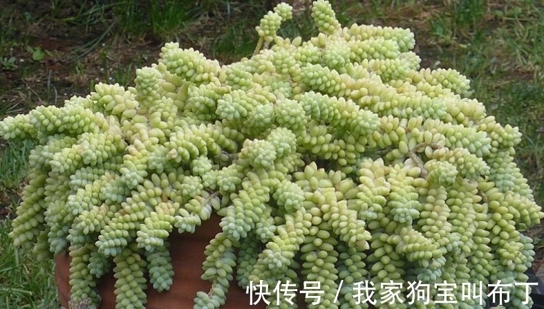 浇水|新买的多肉老桩,该怎么上盆和换盆?需要注意的地方真不少