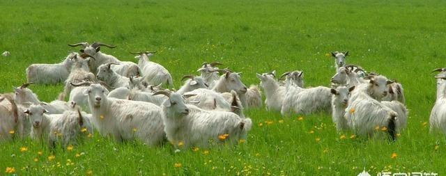 花肥不用买,一把“黑蛋蛋”撒花盆,比啥肥都灵,养花贼壮