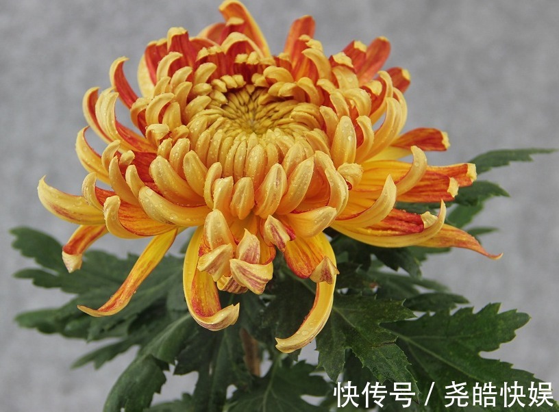 如何延长菊花的花期谨记“3诀窍”，花大色艳，持久开花多30天