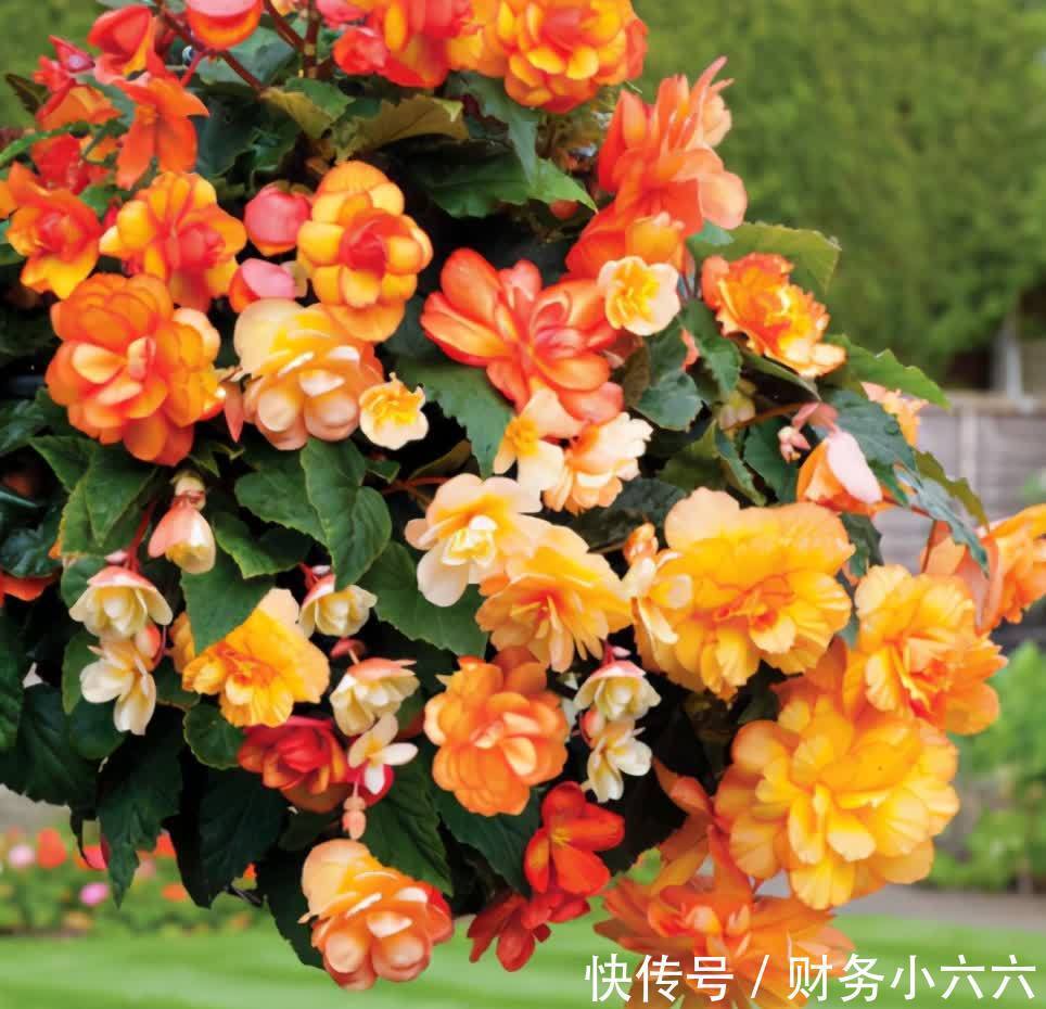 五种“垂吊花”,价格便宜花期长,吊盆养开花最美