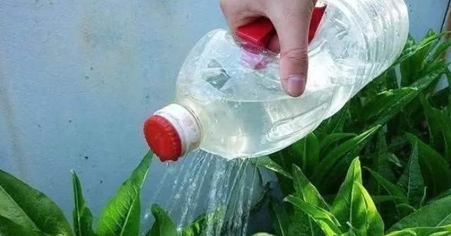 养花浇水容易“阴阳水”,教你3个小技巧,一次就浇透让花喝个够