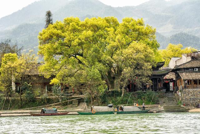 七律$晓东作品,七律·窗外的樟树