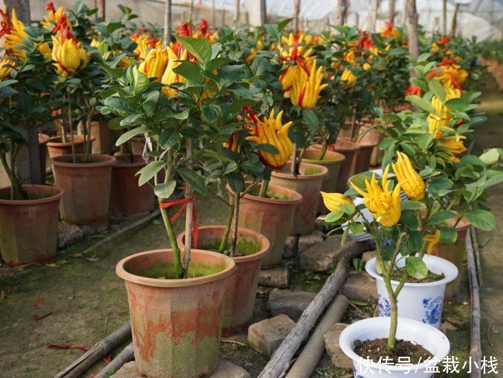 能开花也能结果，3种花养在家里，真不赖