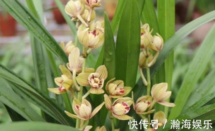 养护|秋天养兰花,教你2个小技巧,学会了快速爆芽,绽放层叠群兰