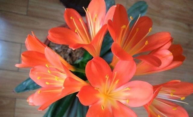 20年花农告你个秘密,浇花就用“啤酒+药片”,一星期就蹿上房顶