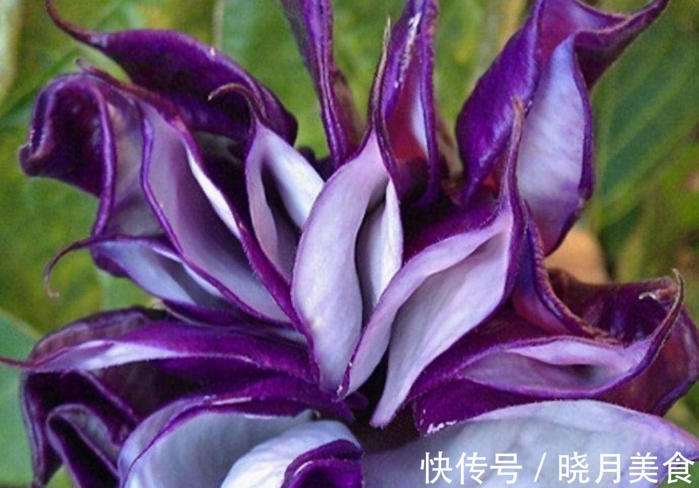 家里光线差,适合养这三种植物,养护简单,3个月就爆盆