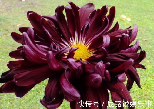 喜欢菊花不妨试试“高档名菊”洹水紫桂，似克拉钻戒，高贵艳丽！