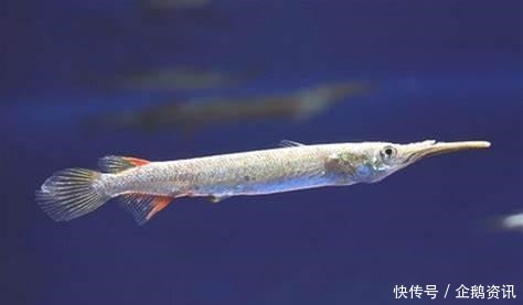 月光鱼生小鱼过程多久