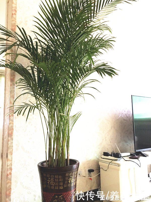 琴叶榕|大叶子耐阴花，室内一定养，叶子比脸大，真凉快
