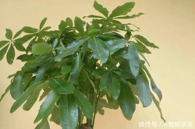 公认难养的6种花,新手慎买,养不活还浪费钱!