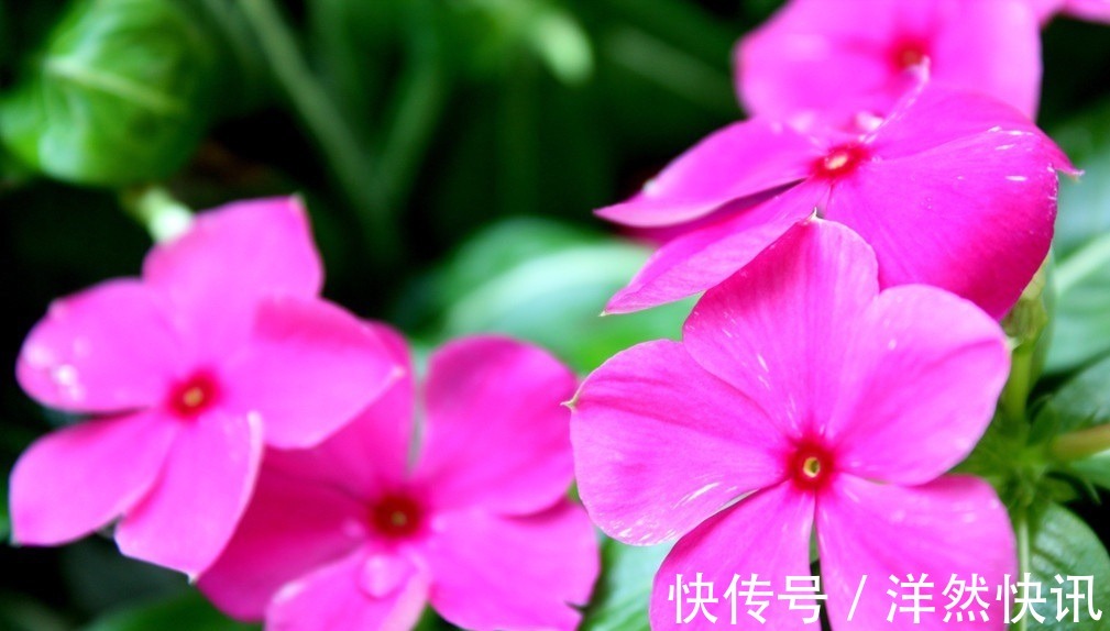 此花所寓意的是最快乐的回忆，花色鲜艳但却显得优雅