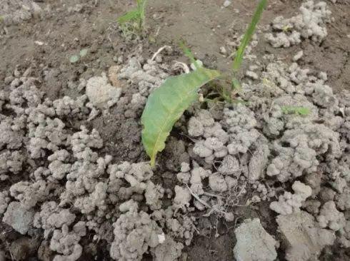 不花钱的“肥料”遍地都是，捡回家养花，花盆抓一把，砰砰开爆盆