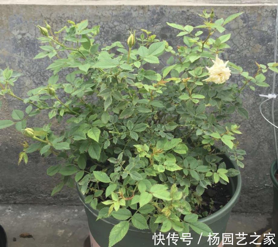 金满枝|气温升高,月季花越开越小?知道5个原因,就能开大花了