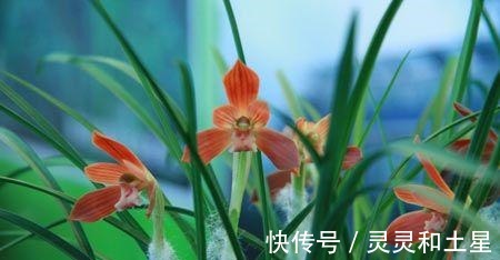 种兰花|此兰是“国兰第一红”,正格荷瓣,顶级红素,是无法超越的经典!