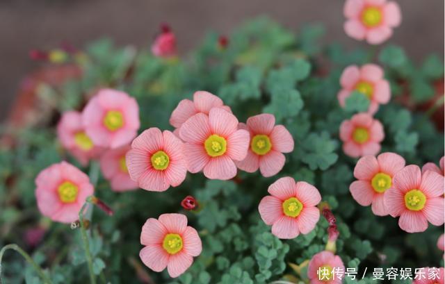 根系|养花,一换盆就出问题注意3个“事项”,快速冒新根,事半功倍