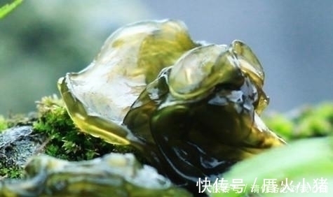 农村这东西看着非常恶心，下雨后出现是人们争相抢食的美味