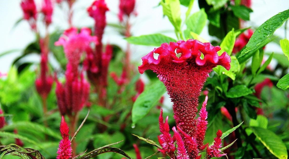 6种漂亮花,又香又好吃,美食之花,你养过几种?