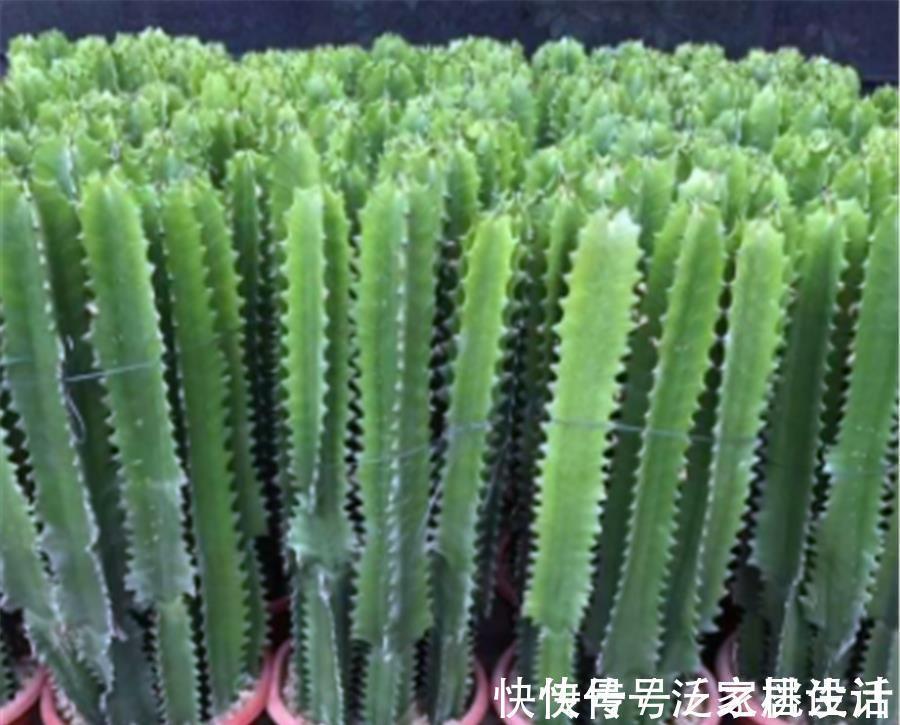 生根剂|威猛霸气的龙骨，夏季扦插正当时，做好5个点，快速生根长得壮