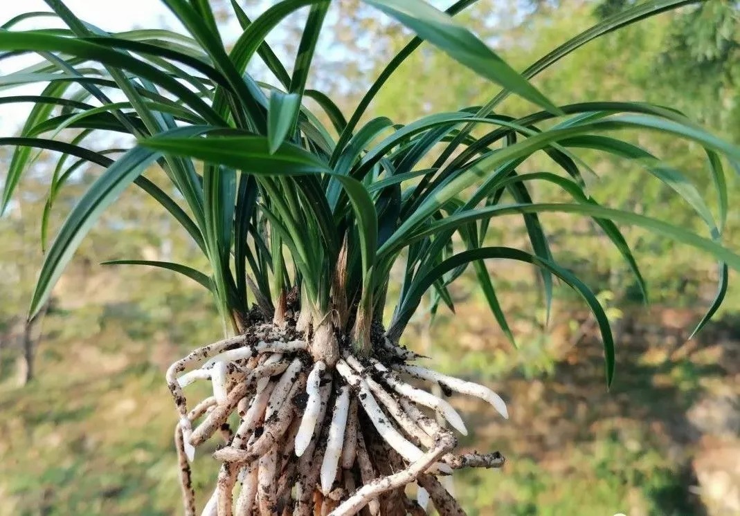 学会使用兰菌，兰花成活率倍增，无论春兰或蕙兰，新手兰友也能懂