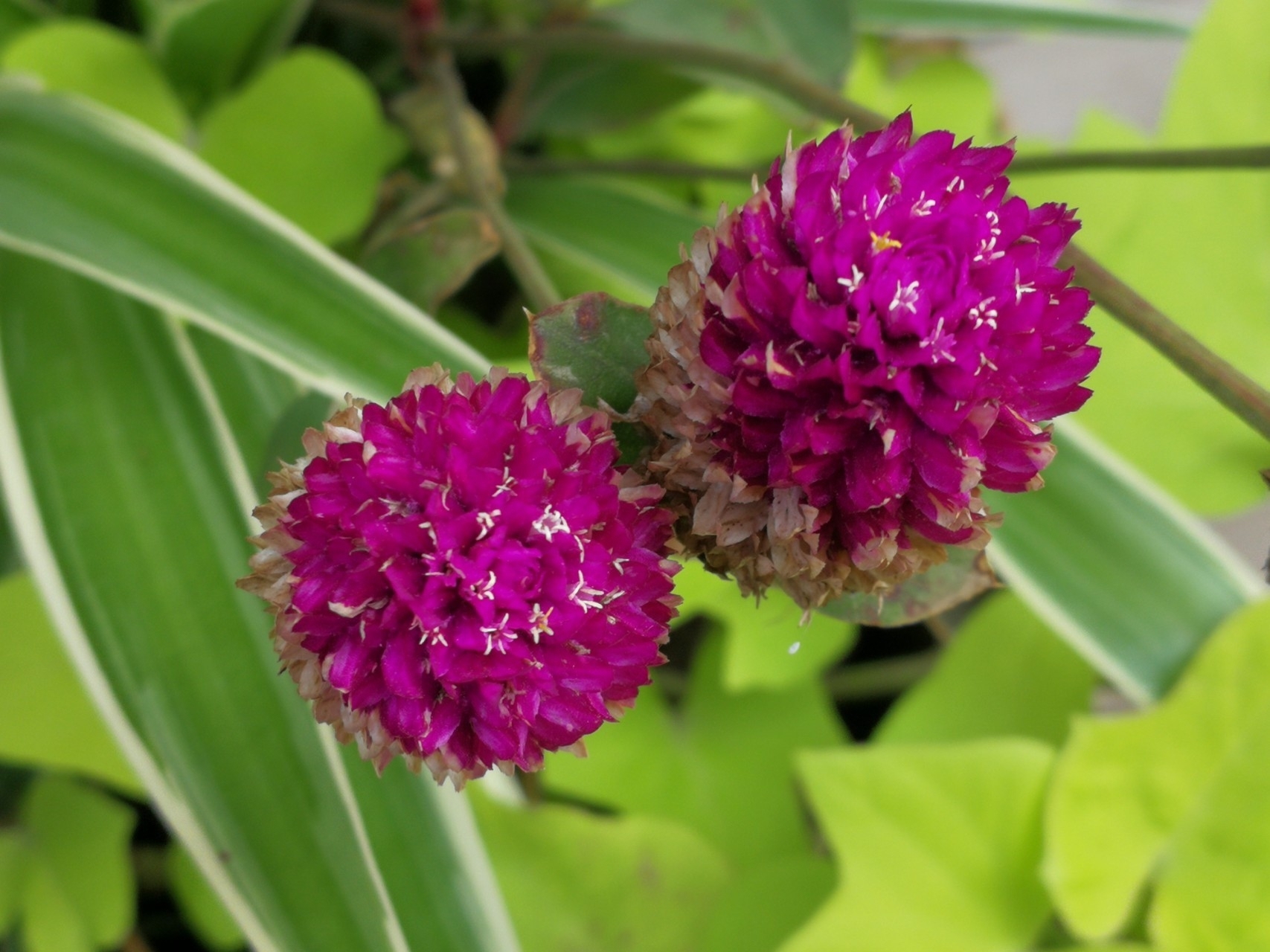 此花艳丽多姿,十分惹人喜爱,适合送给恋人,是忠贞不渝的象征